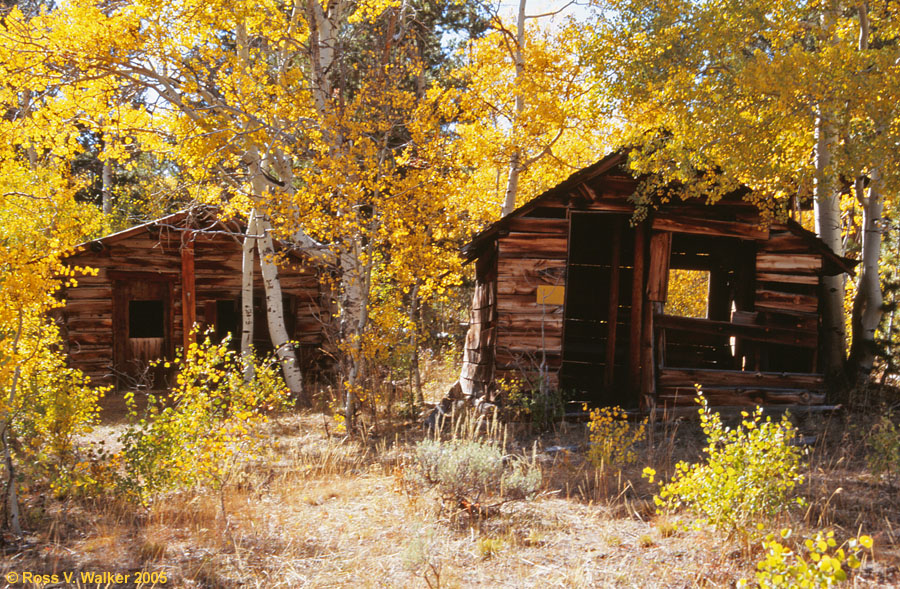 Two cabins in an aspen grove, Miner's Delight, Wyoming