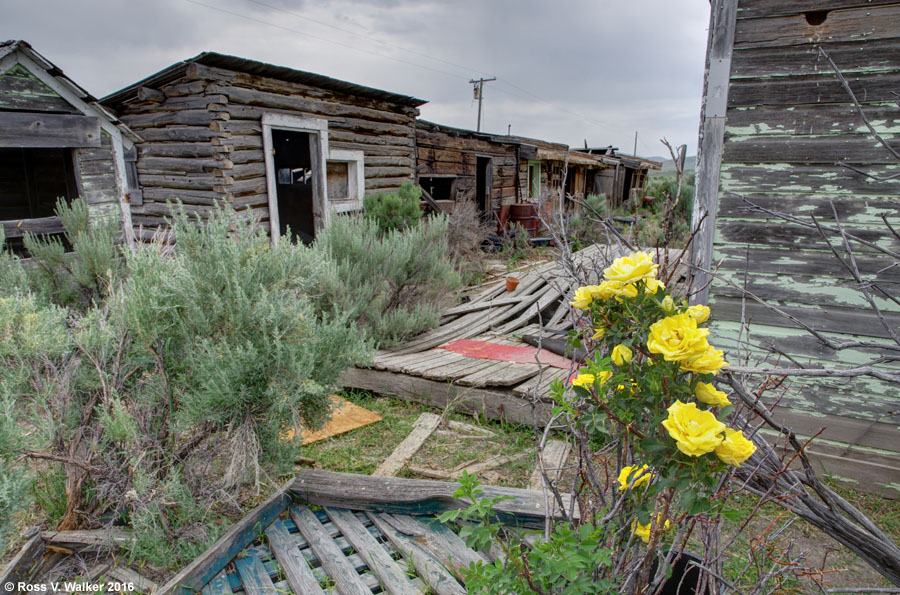 Roses, signs of life in Sage, Wyoming