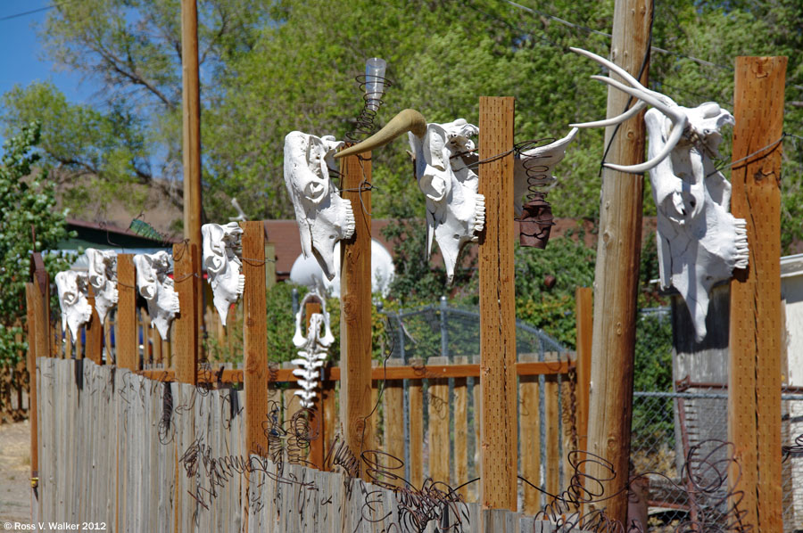 Skull fence, Tuscarora, Nevada