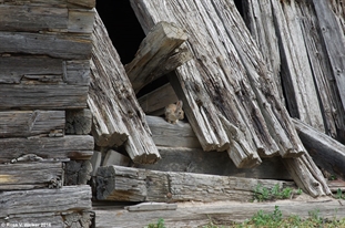 Rabbit in the stable ruins