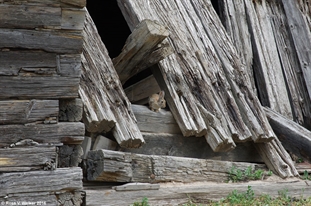 Rabbit in the stable ruins