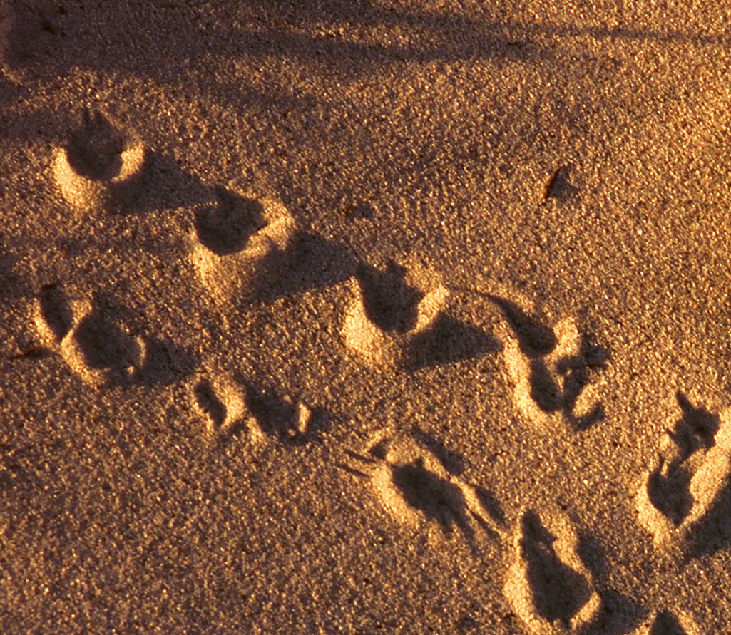 Desert Tortoise tracks