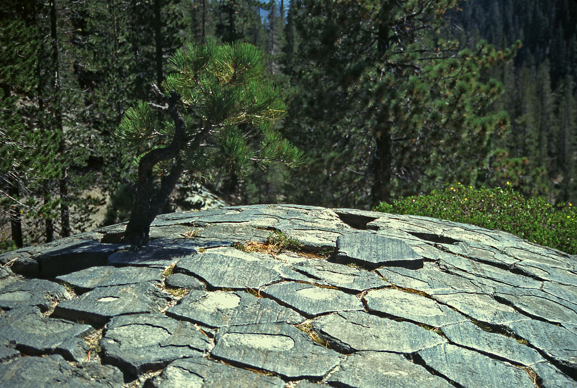 Columnar Basalt