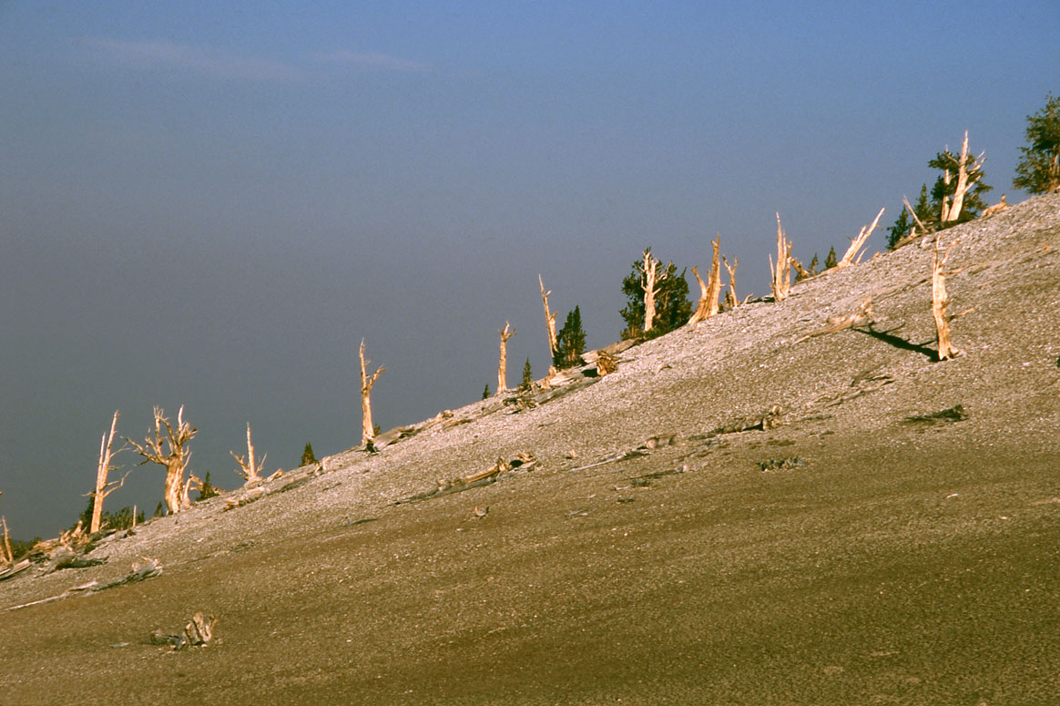 Bristlecone Pines