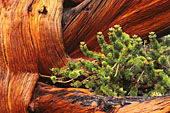 Bristlecone Pine detail