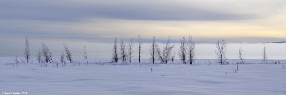 A line of trees grew along the north shore of Bear Lake, Idaho