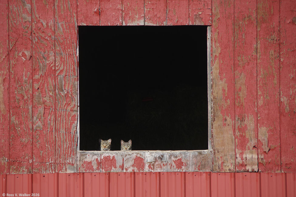 Curious cats in a barn window, Star Valley, Wyoming