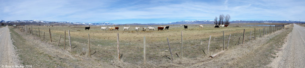 Cow pasture, Paris bottoms, Idaho