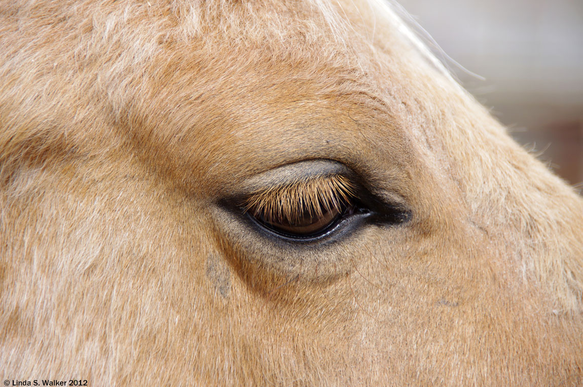A horse's eye, Bennington, Idaho