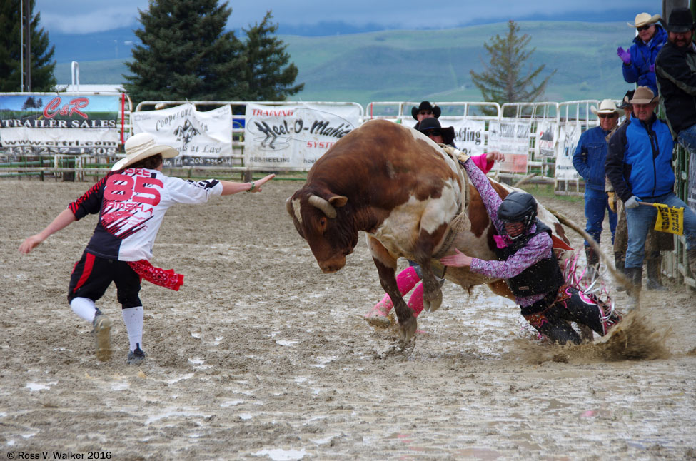 A bull rider gets hung up at a high school rodeo in Montpelier, Idaho.