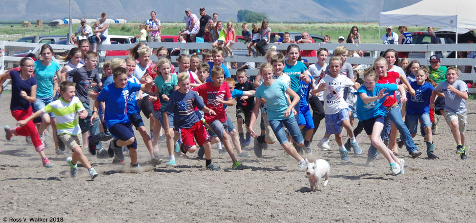 Kids chasing a pig at the 4th of July Youth Rodeo, Paris, Idaho.