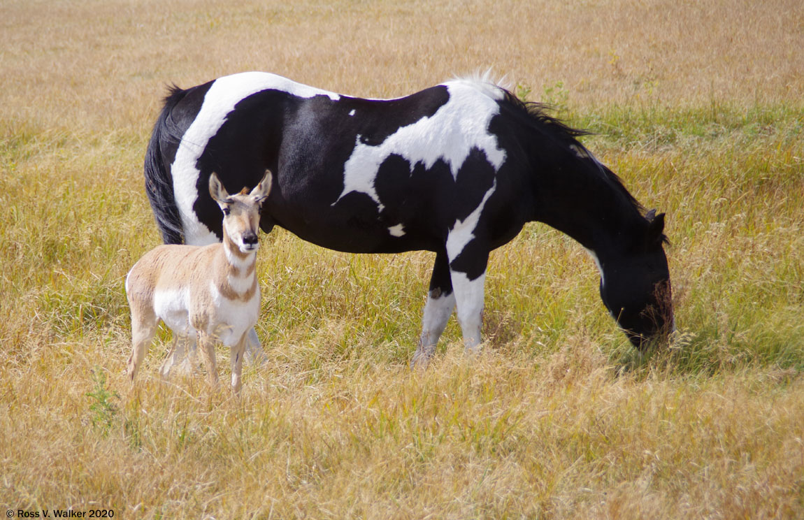This pronghorn antelope shares a pasture with horses in St Charles, Idaho 