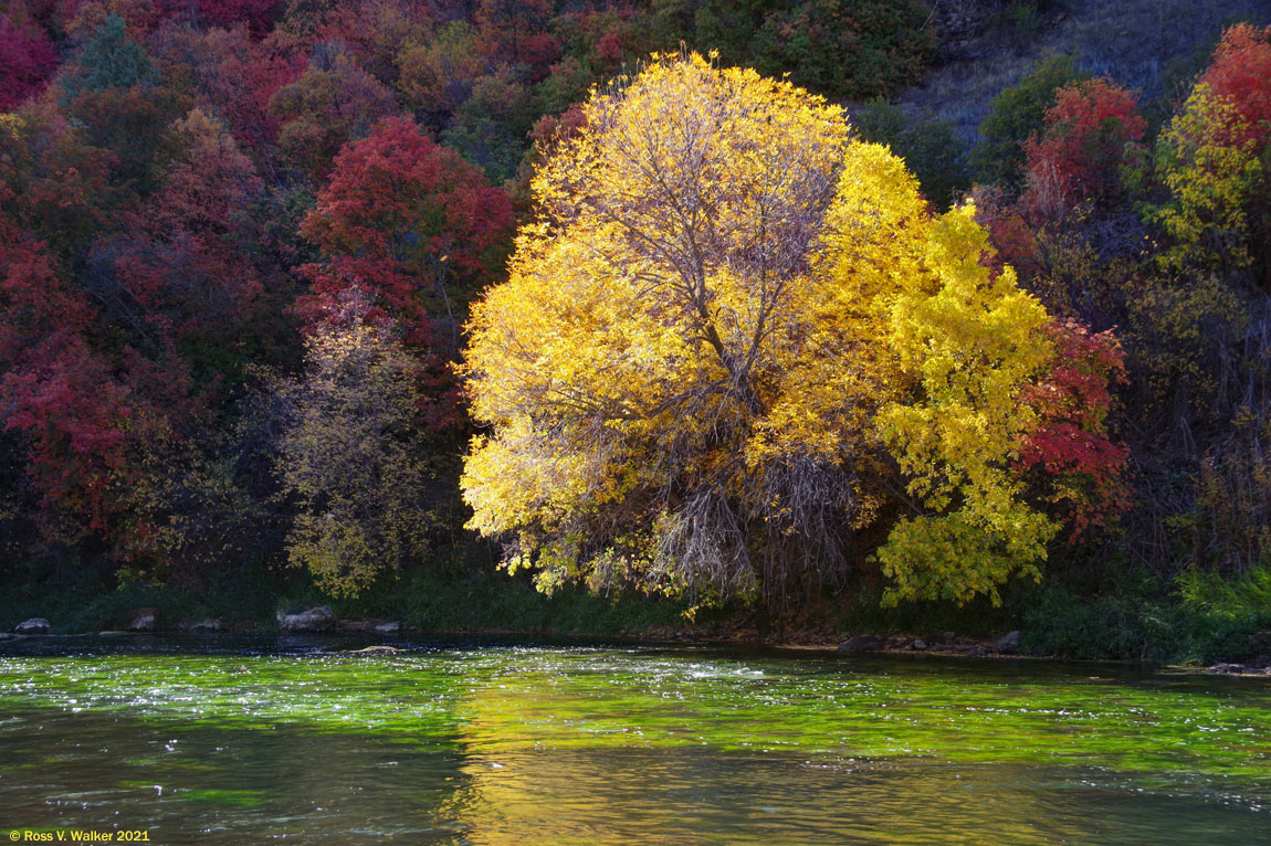 The sun lights up a maple and moss in the Bear River at Oneida Narrows, Idaho