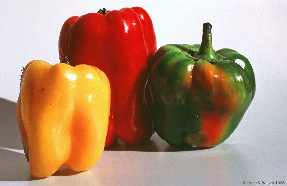 Still Life, Three Peppers, Alameda, California