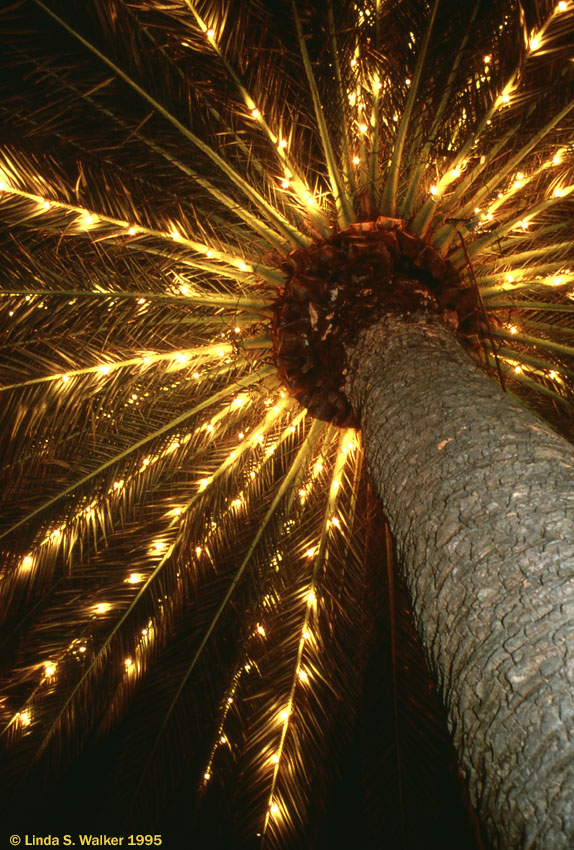 Palm Burst, Christmas Decorations in Palm Trees, Mormon Temple, Oakland, California