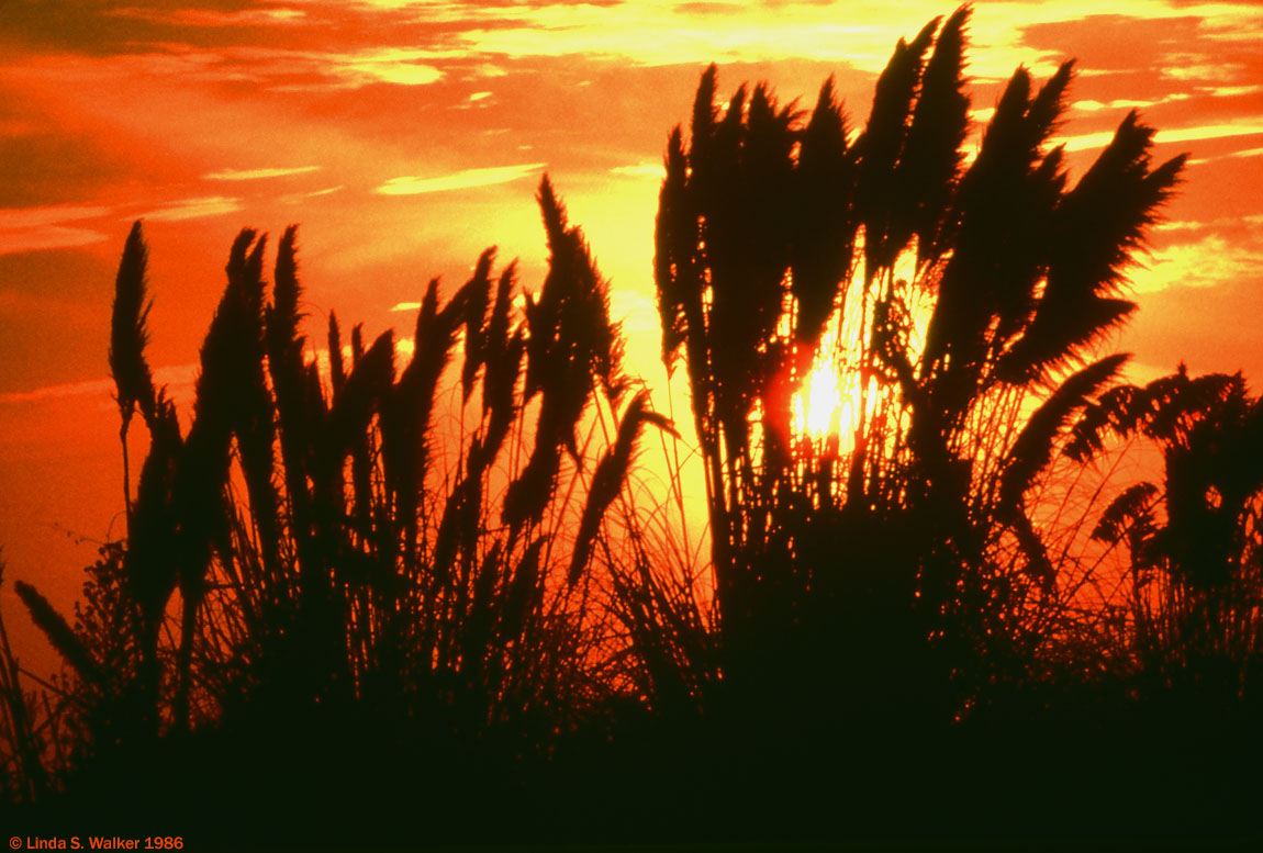 Pampas Grass Sunset, Bay Farm Island, Alameda, California