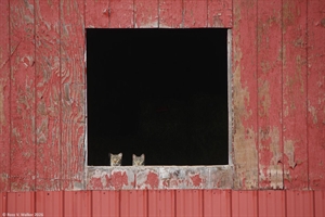 Cats in a barn window