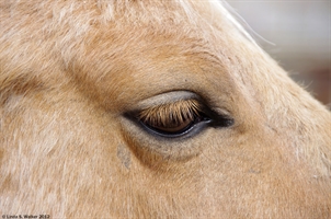 Horse eye