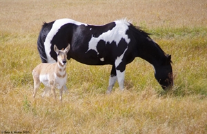 Horse and pronghorn