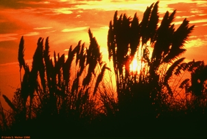 Pampas Grass