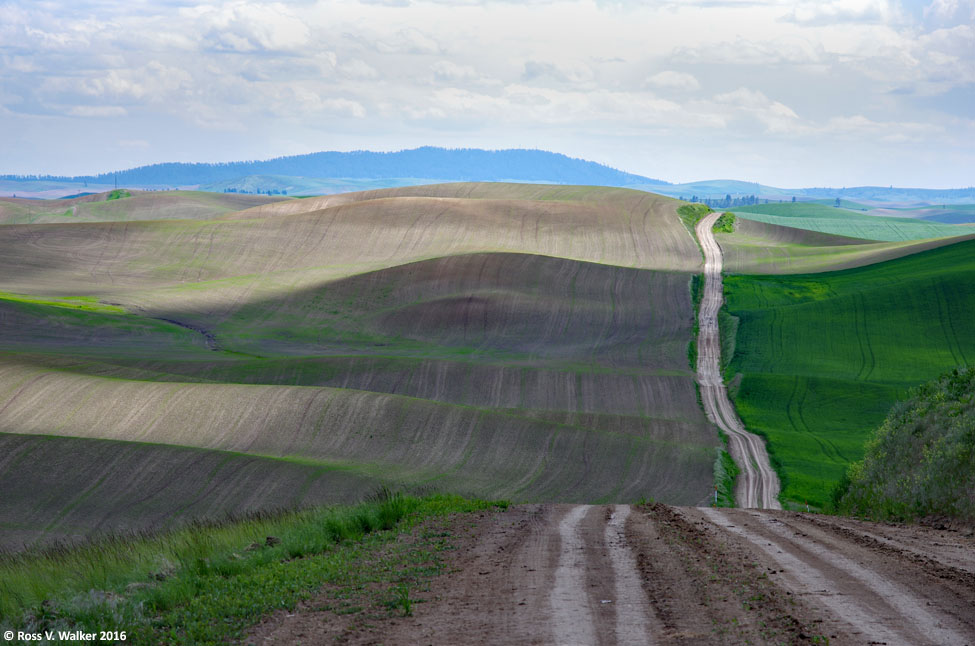 A rural road crosses Palouse farmland, Washington