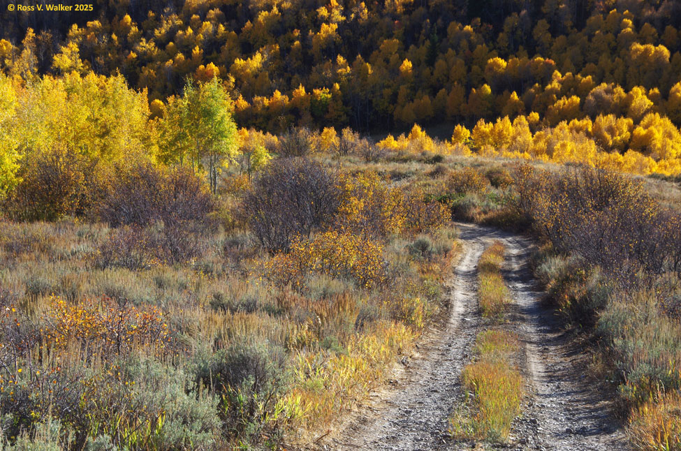 South Hills back road and aspens, Idaho