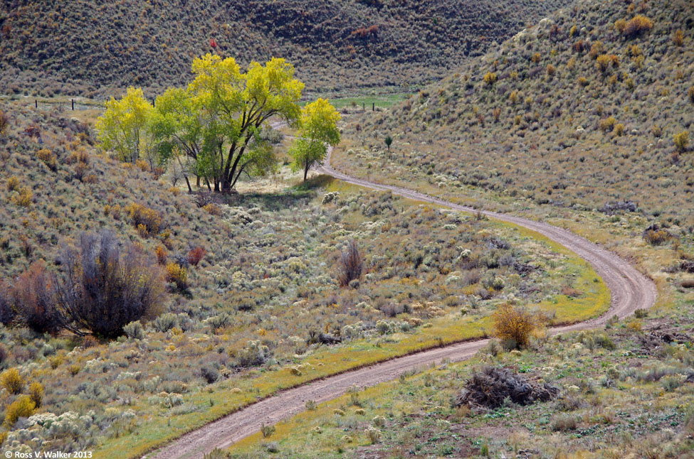 Cottonwood on Joe's Gap Road, Idaho