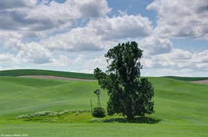 Palouse tree