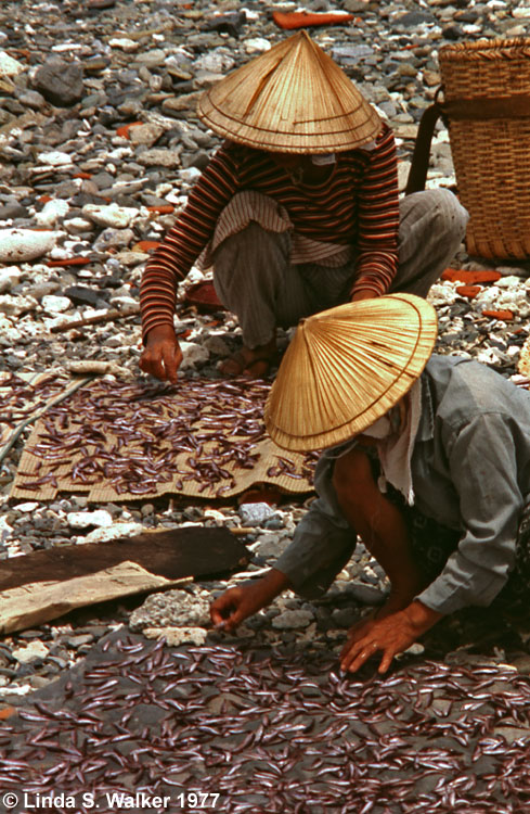 Drying fish, Okinawa, Japan