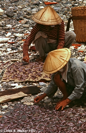 Drying Fish, Okinawa