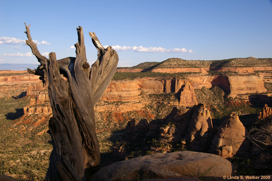Old tree stump and beehive formation, Colorado National Monument, Colorado