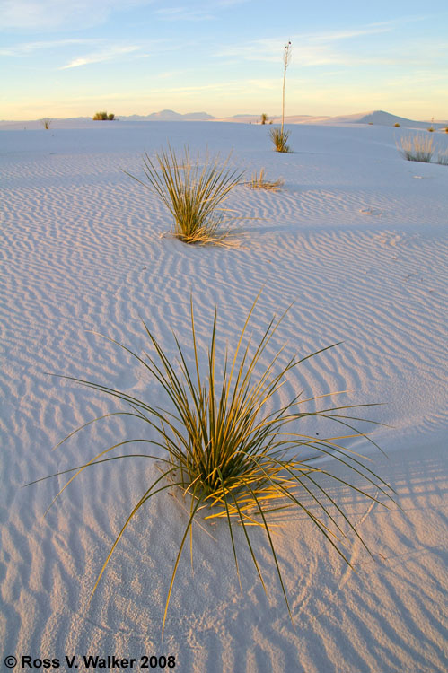 Last rays of sun on sand and desert plants, White Sands, New Mexico
