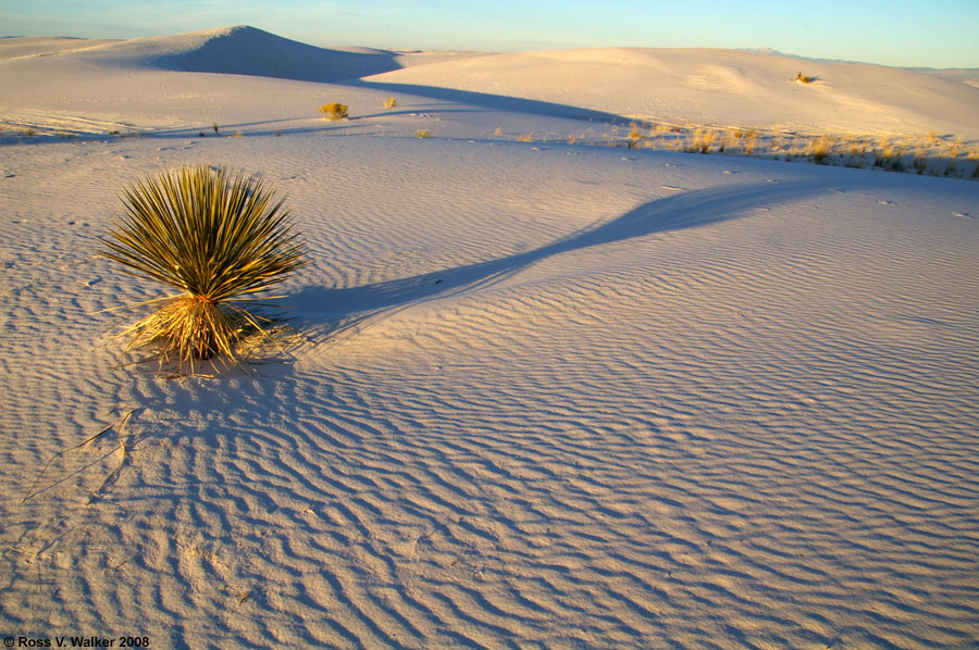 A yucca casts a long shadow at White Sands National Monument, New Mexico