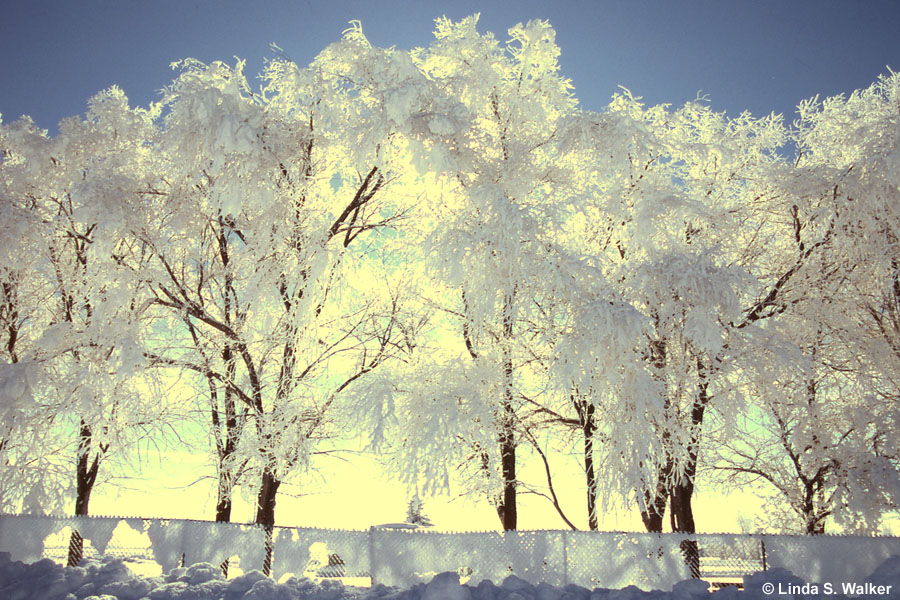 Frosted Trees, Paris, Idaho