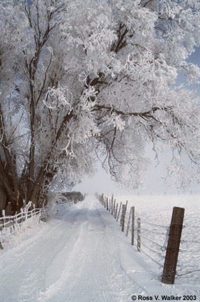 Frosted Lane