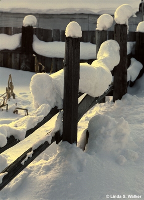 Snow Covered Fence