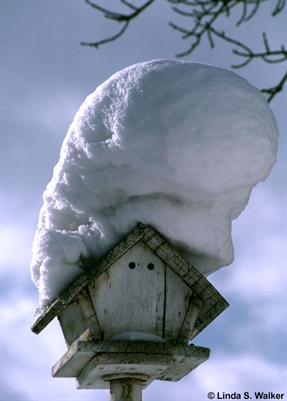 Snowcapped Birdhouse